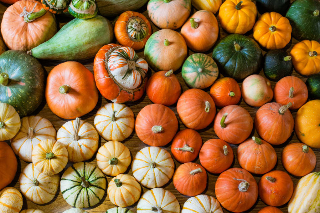 Squash