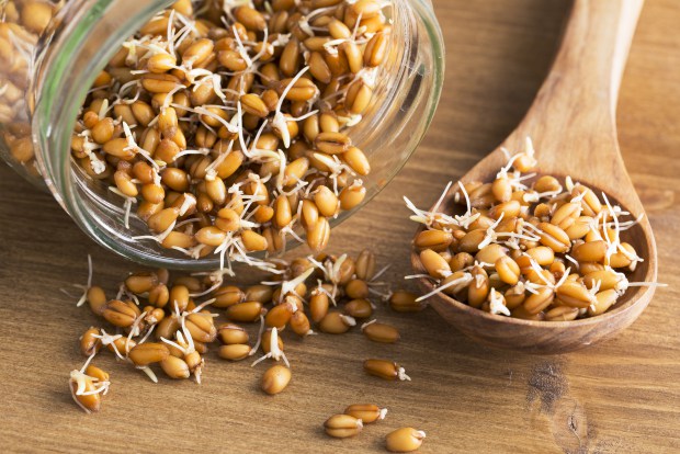 Wheat Germ