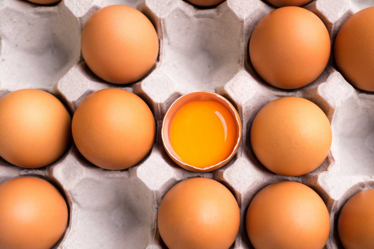 egg