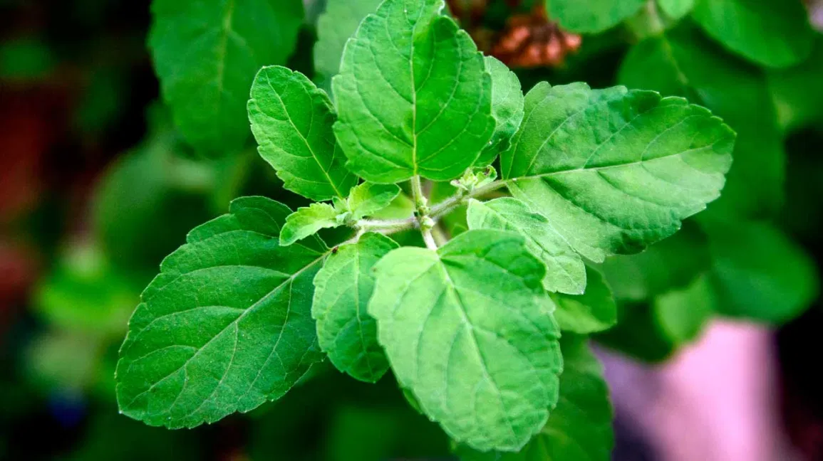 Tulsi Holy Basil