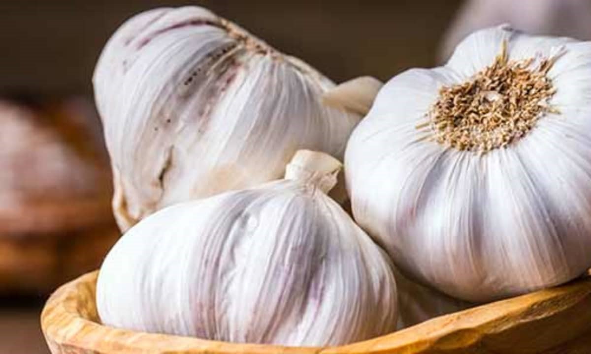Garlic 1