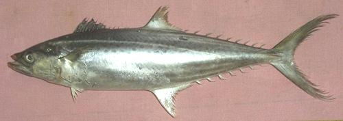 1.Indo Pacific King Mackerel