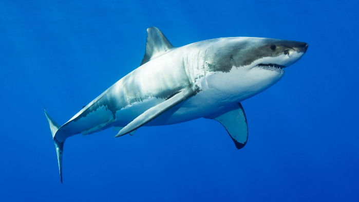 13.Shark