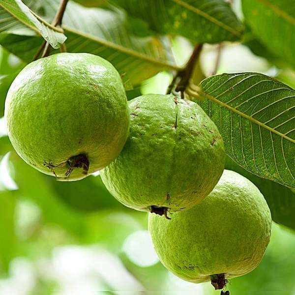 14. Guava