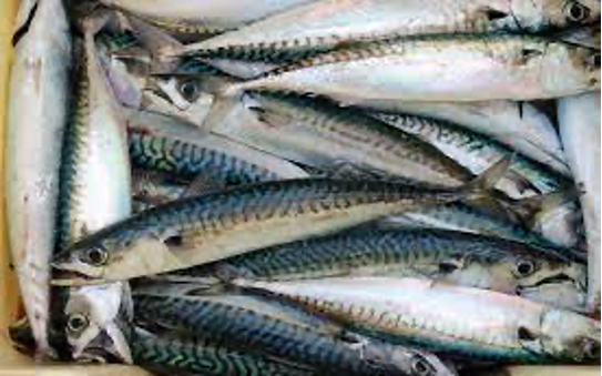 16 Mackerel