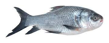 16.Catla