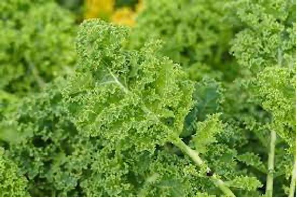 17 Kale