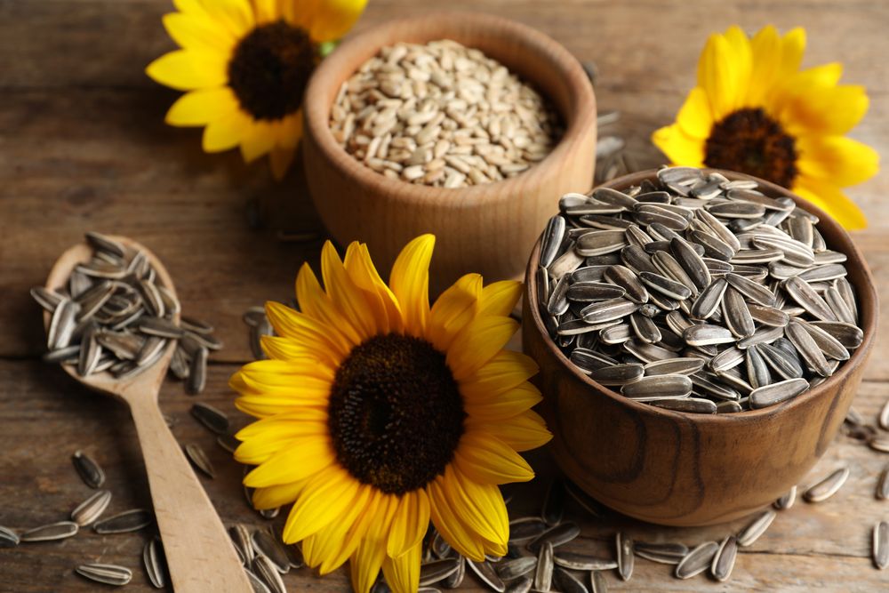 18 Seeds of Sunflower 18 Seeds of Sunflower