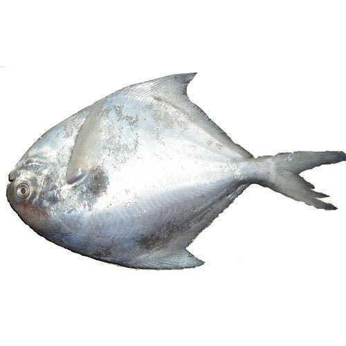 2.Silver Pomfre