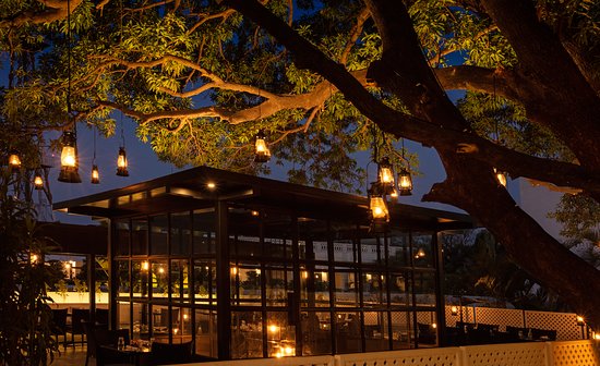 20 Under the Mango Tree
