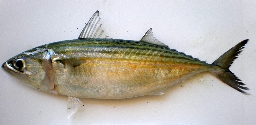 3.Indian Mackerel