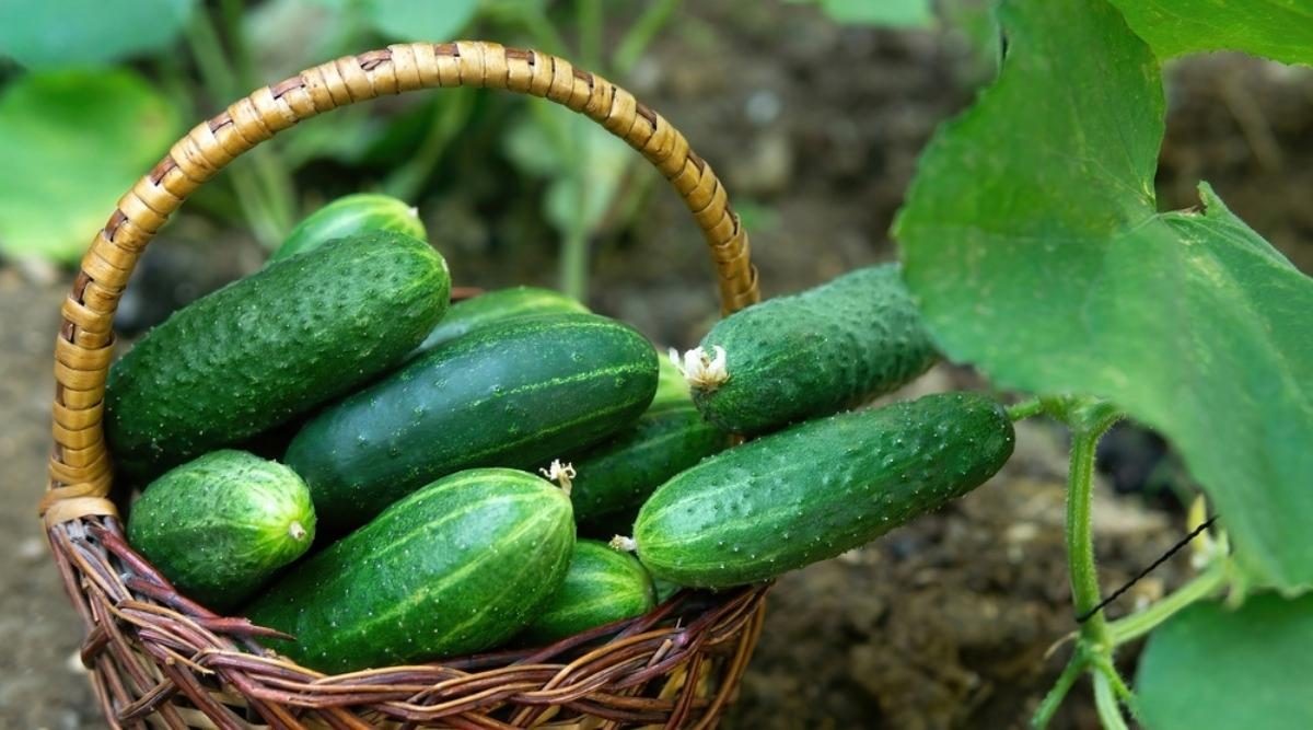 5. Cucumber