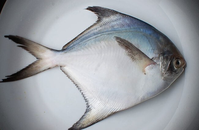 5.Indian Butterfish