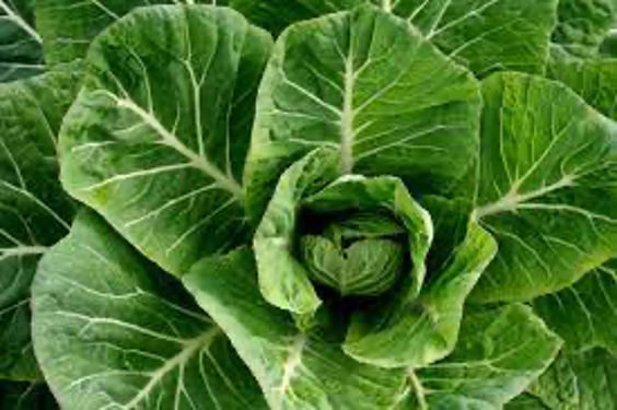 7 Collard Greens