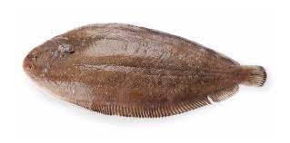 7.English Sole