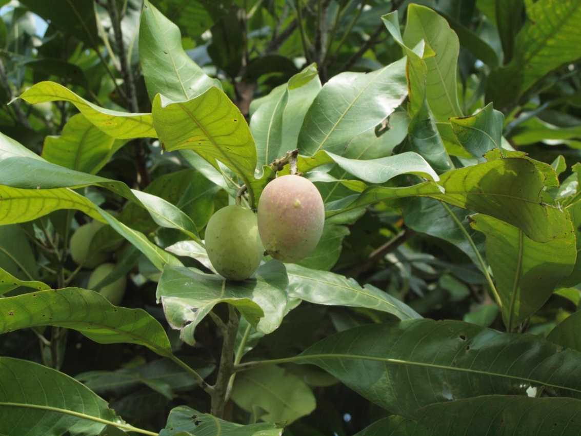 kalimanta mango