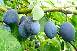 plum
