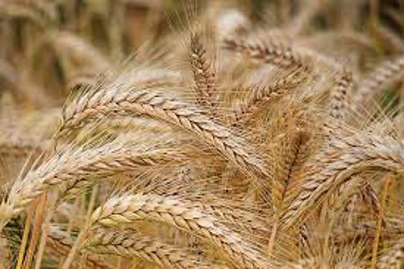 14 Barley