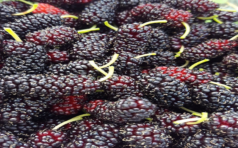 mulberry