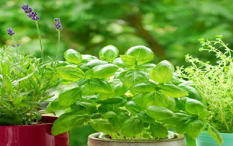 research-about-herb-varieties