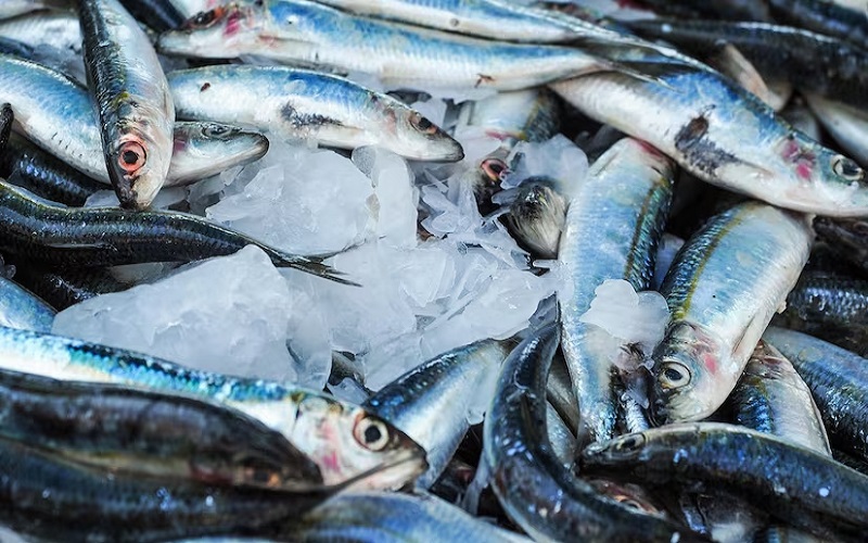 fish