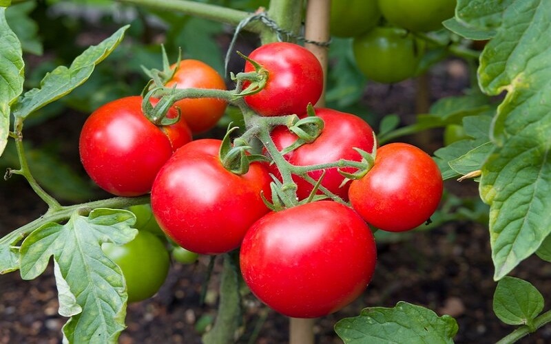 tomatoes