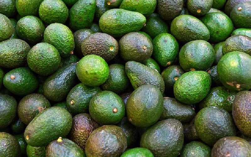 avocado