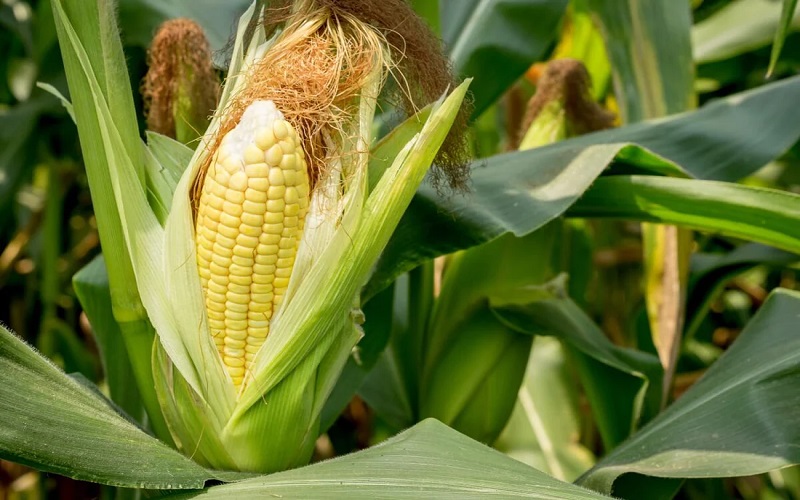 sweet-corn