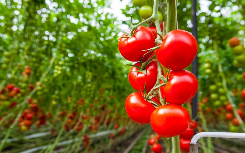 tomato