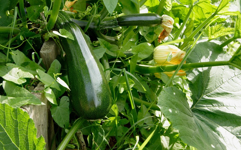 zucchini