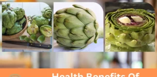 Health Benefits Of Artichokes Health Benefits Of Artichokes