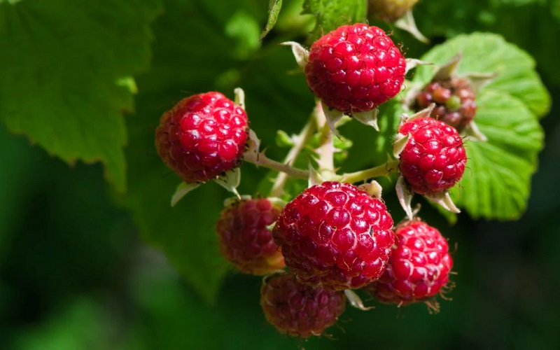 boosts-heart-health