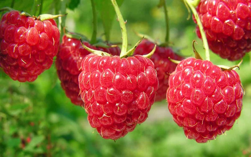 cancer-prevention