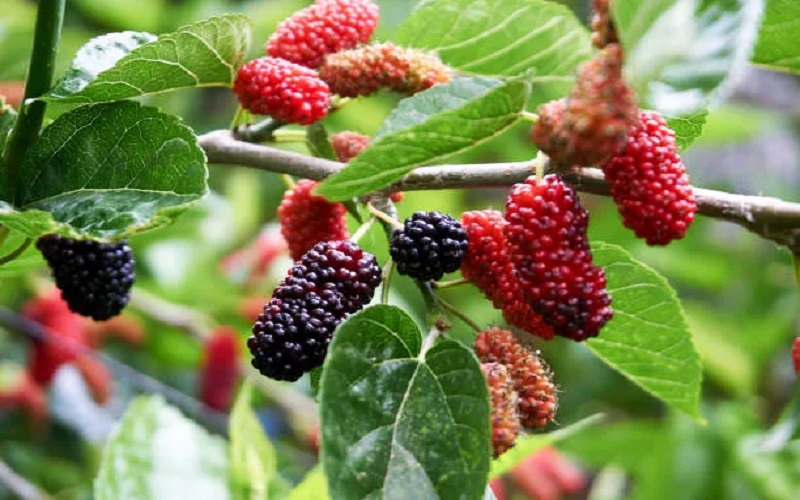 high-fiber