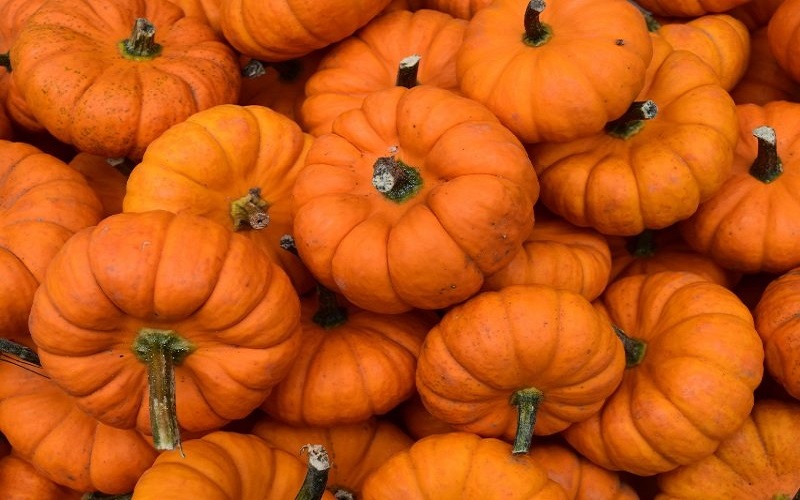pumpkin