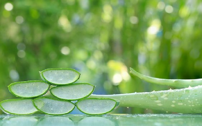 aloe-vera