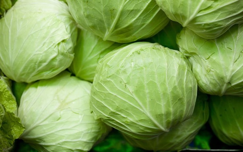 cabbage