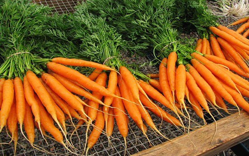 carrots