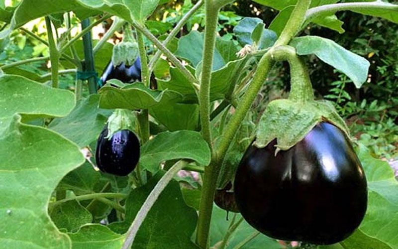 eggplants