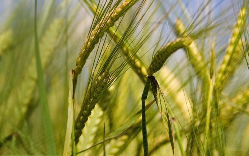 image10