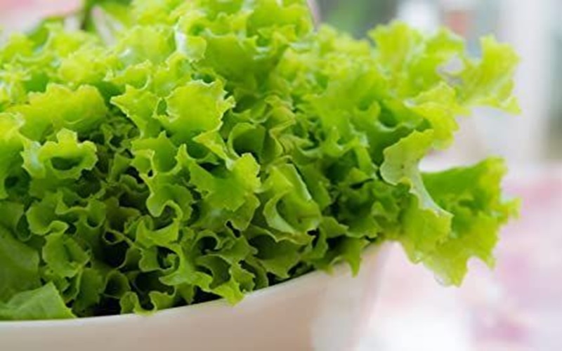 lettuce
