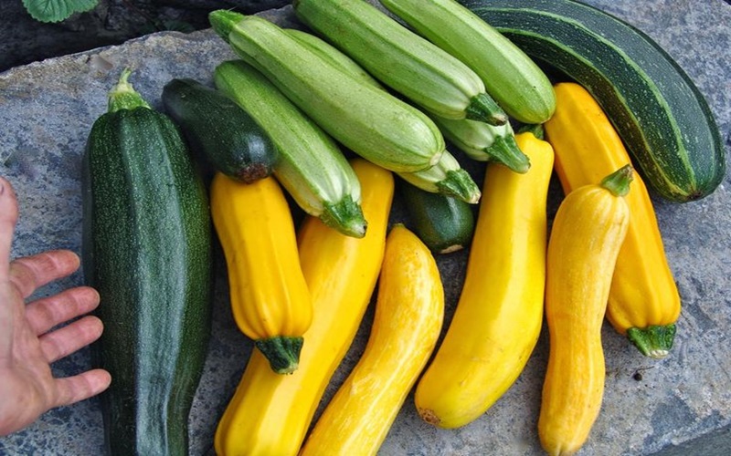 zucchini