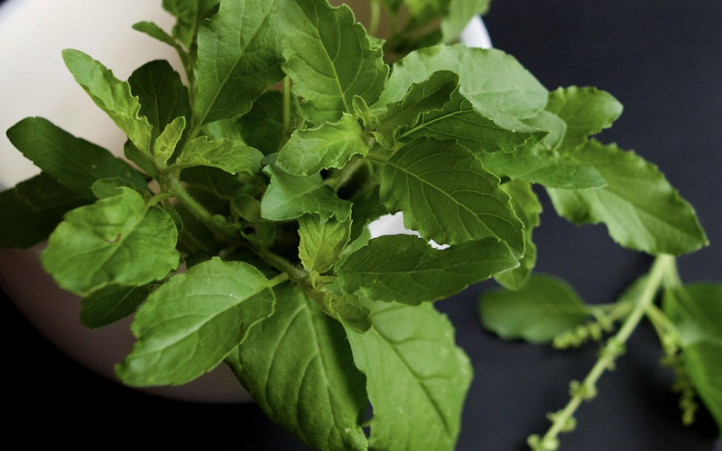 holy-basil