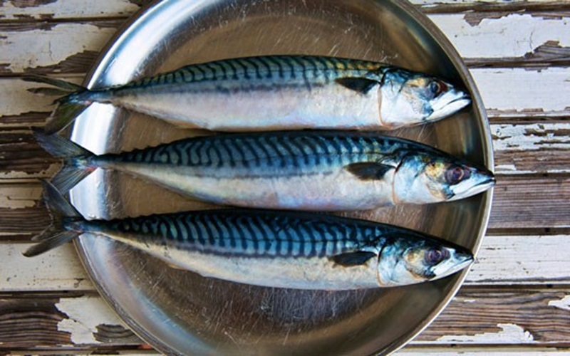 mackerel