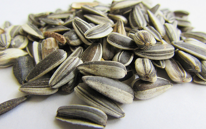 sunflower-seeds