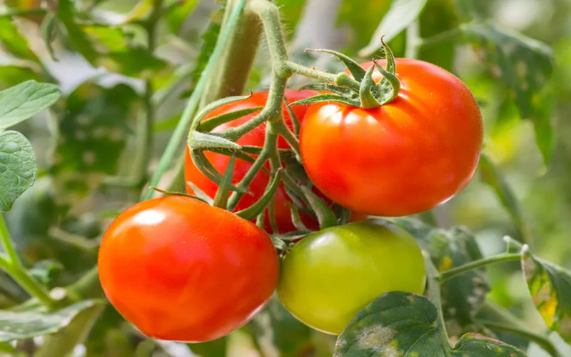 tomatoes