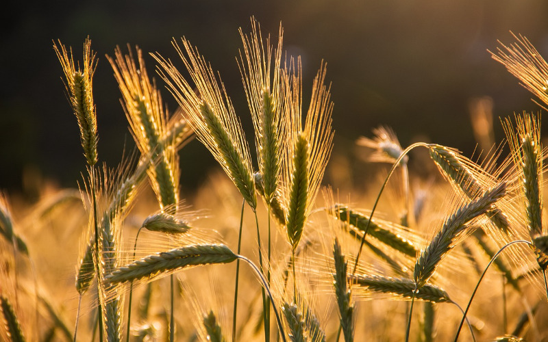 whole-grains