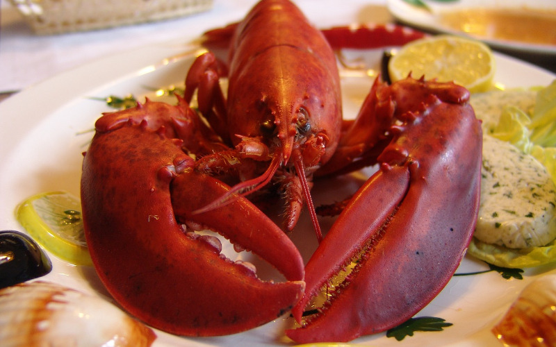 lobster