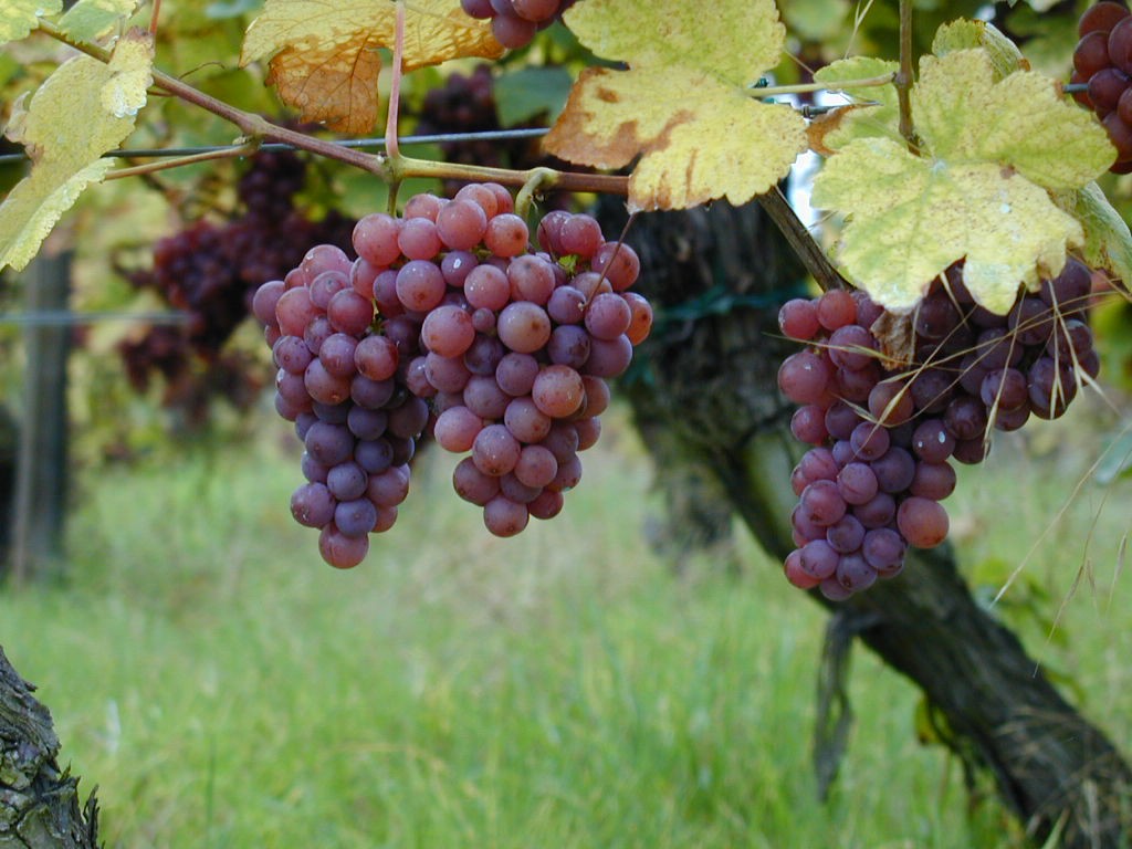 Gew&uuml;rztraminer