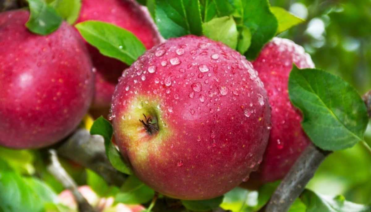 apple